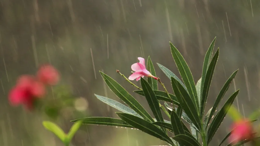 Día gris con chaparrones y viento sur: El martes se alista para la lluvia Día gris con chaparrones y viento sur: El martes se alista para la lluvia