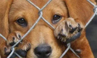 Maltrato animal en San Juan: trabajan en un proyecto de ley para endurecer las sanciones