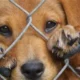 Maltrato animal en San Juan: trabajan en un proyecto de ley para endurecer las sanciones