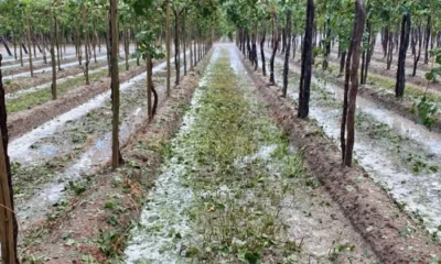 Ya hay 215 denuncias de productores por el granizo y se esperan más