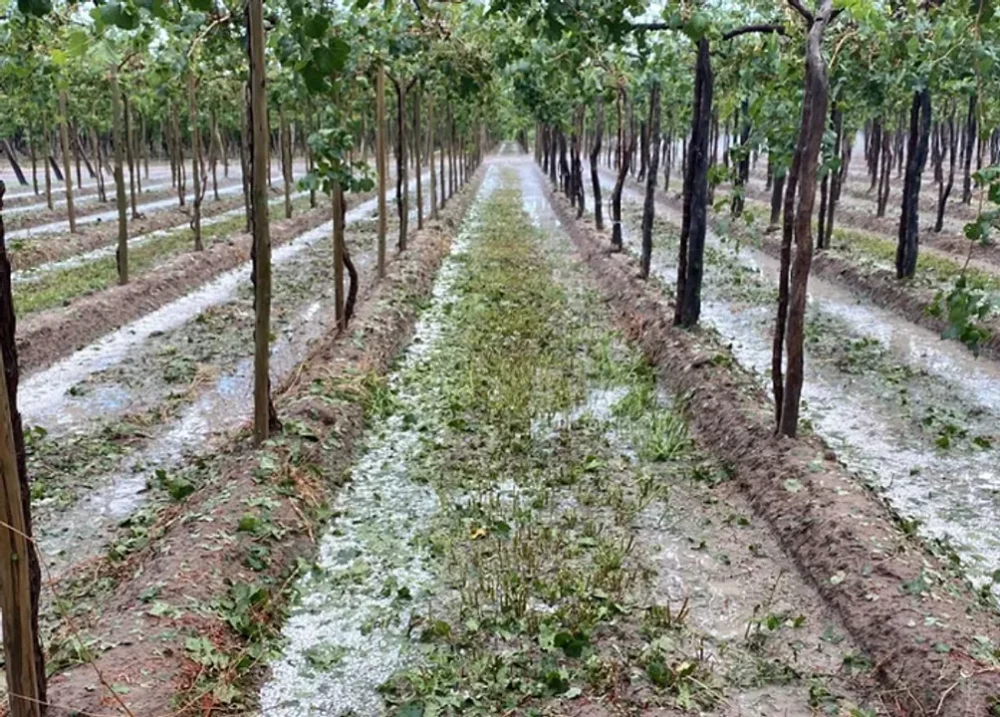 Ya hay 215 denuncias de productores por el granizo y se esperan más Ya hay 215 denuncias de productores por el granizo y se esperan más