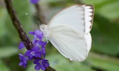 Hay una invasión de mariposas blancas en algunas zonas de San Juan