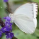Hay una invasión de mariposas blancas en algunas zonas de San Juan