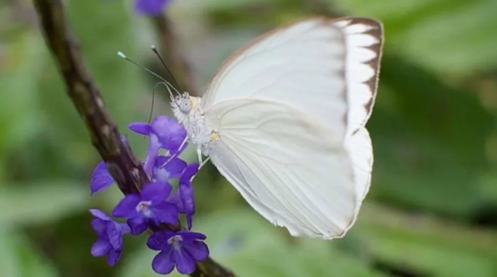 Hay una invasión de mariposas blancas en algunas zonas de San Juan Hay una invasión de mariposas blancas en algunas zonas de San Juan