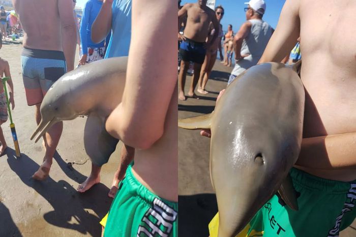 Como en Santa Teresita, ahora en Mar del Tuyú: sacaron un deflín del agua para sacarse fotos y murió Como en Santa Teresita, ahora en Mar del Tuyú: sacaron un deflín del agua para sacarse fotos y murió