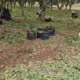 Según denuncias de productores, hasta ahora el granizo daño más de 6.300 ha