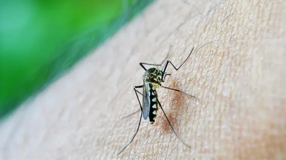 Refuerzan medidas contra el dengue en toda la provincia Refuerzan medidas contra el dengue en toda la provincia