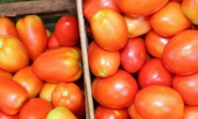 Detuvieron a dos hombres tras robar 41 kilos de tomate en una finca