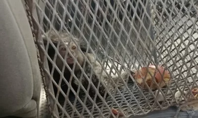 Rescataron al mono tití que estaba en la Plaza de Trinidad