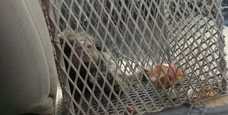 Rescataron al mono tití que estaba en la Plaza de Trinidad Rescataron al mono tití que estaba en la Plaza de Trinidad