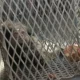 Rescataron al mono tití que estaba en la Plaza de Trinidad