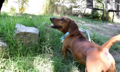 Guarderías caninas, los nuevos espacios que eligen los sanjuaninos para el cuidado de mascotas