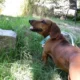 Guarderías caninas, los nuevos espacios que eligen los sanjuaninos para el cuidado de mascotas