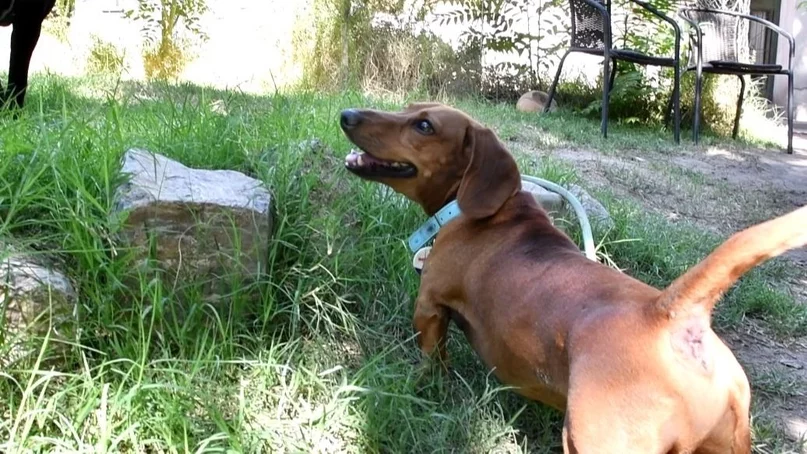 Guarderías caninas, los nuevos espacios que eligen los sanjuaninos para el cuidado de mascotas