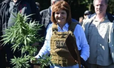 Bullrich anunció que darán de baja a los registros para cultivar marihuana