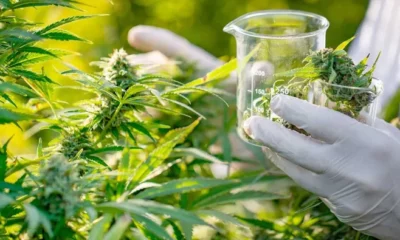 De la legalidad al mercado negro: El impacto de eliminar el REPROCANN en San Juan