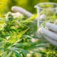 De la legalidad al mercado negro: El impacto de eliminar el REPROCANN en San Juan