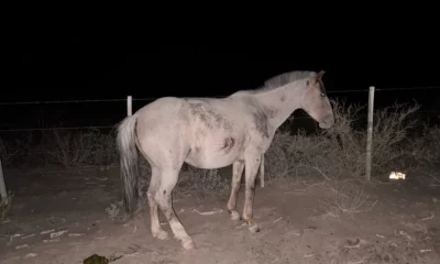 Conducía por la Ruta 40 y se le cruzaron cinco caballos
