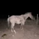 Conducía por la Ruta 40 y se le cruzaron cinco caballos