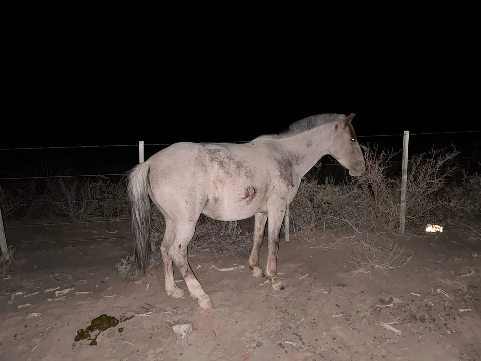 Conducía por la Ruta 40 y se le cruzaron cinco caballos Conducía por la Ruta 40 y se le cruzaron cinco caballos