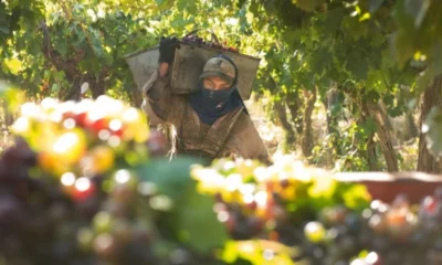 Precio de la uva: San Juan y Mendoza trabajan para que sea mayor que en 2024