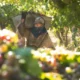 Precio de la uva: San Juan y Mendoza trabajan para que sea mayor que en 2024