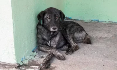 En San Juan, las multas por maltrato animal podrían llegar hasta  millones