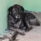 En San Juan, las multas por maltrato animal podrían llegar hasta  millones
