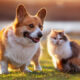 Brasil | Municipalidad de Brasil ofrece consultas veterinarias gratuitas para perros y gatos