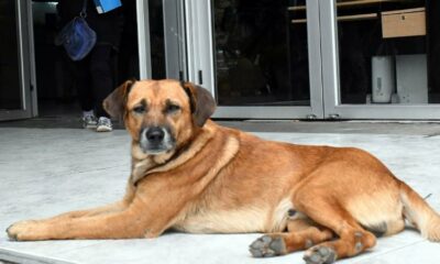 Maltrato animal en San Juan: proponen duplicar multas y hasta 20 días de cárcel para agresores