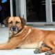 Maltrato animal en San Juan: proponen duplicar multas y hasta 20 días de cárcel para agresores