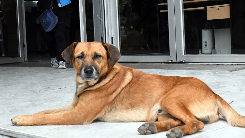 Maltrato animal en San Juan: proponen duplicar multas y hasta 20 días de cárcel para agresores Maltrato animal en San Juan: proponen duplicar multas y hasta 20 días de cárcel para agresores
