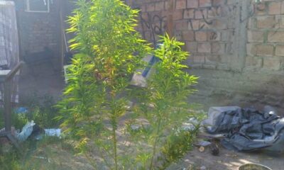 Secuestraron 10 plantas de marihuana durante un allanamiento en San Juan