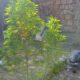 Secuestraron 10 plantas de marihuana durante un allanamiento en San Juan