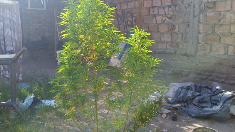 Secuestraron 10 plantas de marihuana durante un allanamiento en San Juan Secuestraron 10 plantas de marihuana durante un allanamiento en San Juan