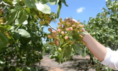Día Mundial del Pistacho: San Juan se destaca entre los 3 mejores del mundo