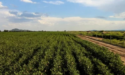 Cómo es la genética de algodón recientemente descubierta que permitirá expandir la plantación en San Juan
