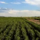Cómo es la genética de algodón recientemente descubierta que permitirá expandir la plantación en San Juan