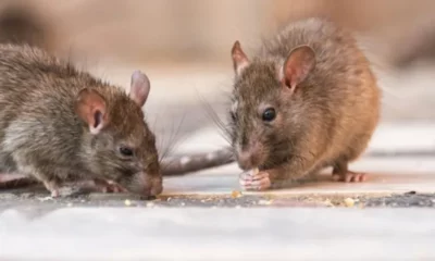 Refuerzan medidas de prevención en Bariloche tras la muerte de una mujer por hantavirus