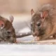 Refuerzan medidas de prevención en Bariloche tras la muerte de una mujer por hantavirus