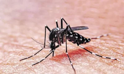 Por qué hay más mosquitos y cuáles son los cuidados que se deben tomar