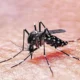 Por qué hay más mosquitos y cuáles son los cuidados que se deben tomar