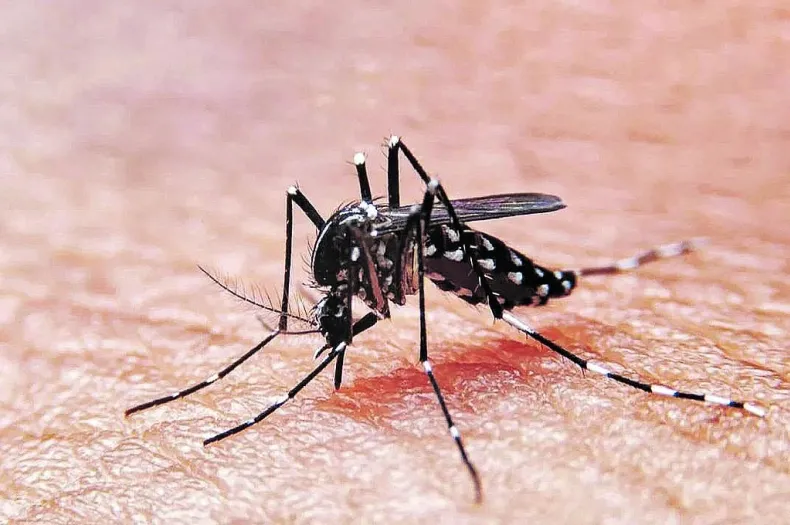 Por qué hay más mosquitos y cuáles son los cuidados que se deben tomar Por qué hay más mosquitos y cuáles son los cuidados que se deben tomar