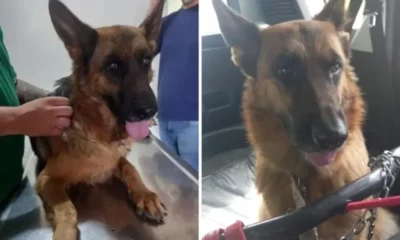Recaudaron 200 mil pesos para impedir que maltraten a Laica