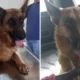 Recaudaron 200 mil pesos para impedir que maltraten a Laica