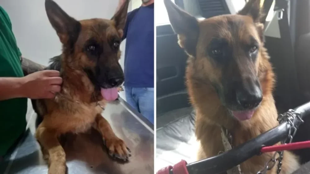 Recaudaron 200 mil pesos para impedir que maltraten a Laica Recaudaron 200 mil pesos para impedir que maltraten a Laica