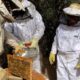 Crece la producción de miel en San Juan con los «bosques nativos»