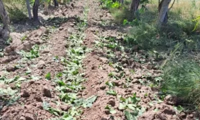 Habilitan créditos a productores afectados por contingencias climáticas: tasas, meses de gracia y plazos para devolverlos