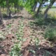 Habilitan créditos a productores afectados por contingencias climáticas: tasas, meses de gracia y plazos para devolverlos