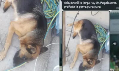 Indignante: ofrecen por 200 mil pesos una perra ovejero alemán preñada y una organización proteccionista armó una colecta para comprarla